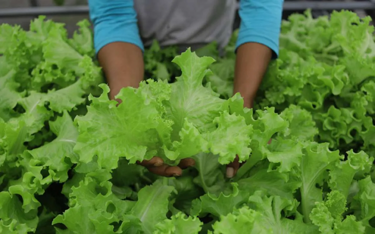 Selain Sumber Serat, Ini Pentingnya Makan Sayur Untuk Kesehatan Tubuh