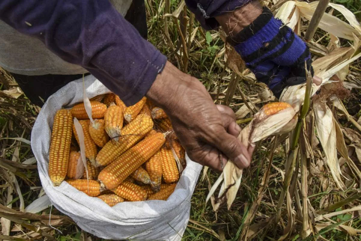 Bapanas Tegaskan Impor Jagung Hanya Untuk Kebutuhan Pakan Peternak Kecil