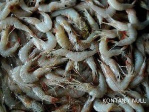 India panen, harga udang terancam anjlok