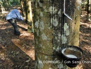 Spekulasi permintaan karet naik dari China, harga karet menguat 2,1% 