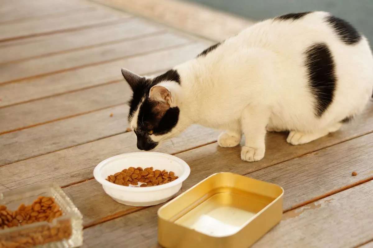 Jangan Panik! Ini Cara Mengatasi Kucing Peliharaan yang Tidak Mau Makan