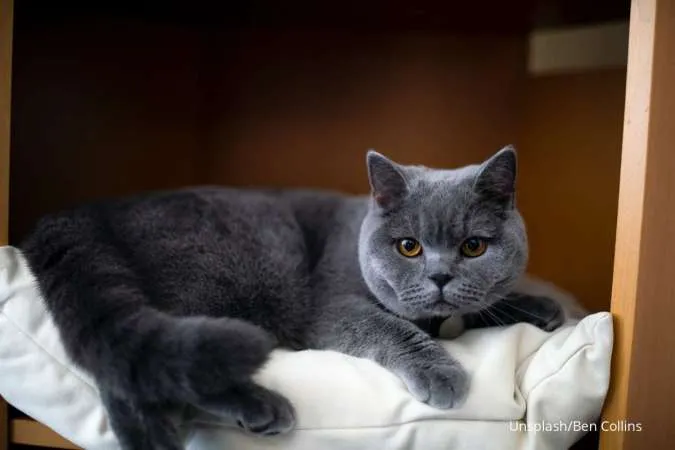 Kucingmu Sedang Bosan dan Kesepian? Begini Cara Menghibur Kucing Agar Tidak Stres