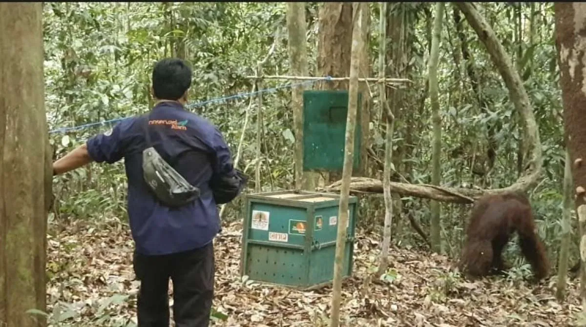 KPC lakukan translokasi orang utan ke hutan lindung Sungai Lesan Berau