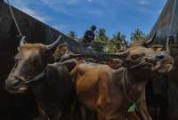 Jelang Idul Adha, Ini Harga Kambing dan Sapi Kurban di Dompet Dhuafa Jabar 2026