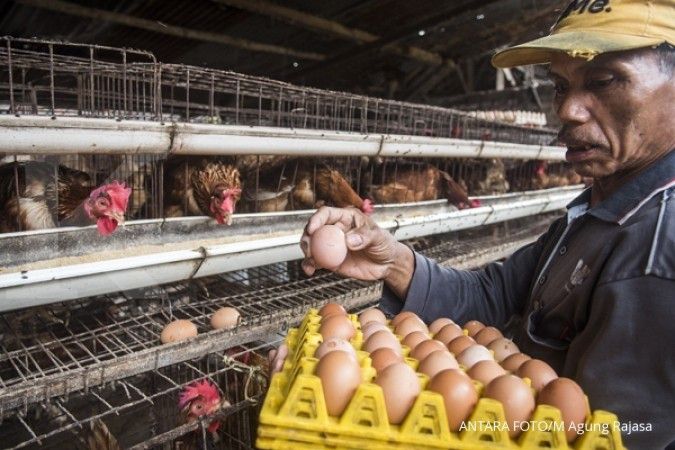 Indonesia berhasil ekspor telur tetas ke Myanmar