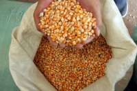 Harga Jagung Naik, Petani Nikmati Panen Raya Terbaik