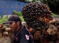 Prospek Sawit 2026: Harga di Level Tinggi, Permintaan Naik, Regulasi Kompleks