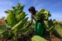 Kadin Desak Moratorium Kenaikan Cukai, Soroti Ancaman Rokok Ilegal