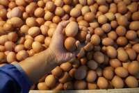 Agen Sembako di Pasar Palmerah: Harga Telur Tembus Rp 32.000 Per Kg