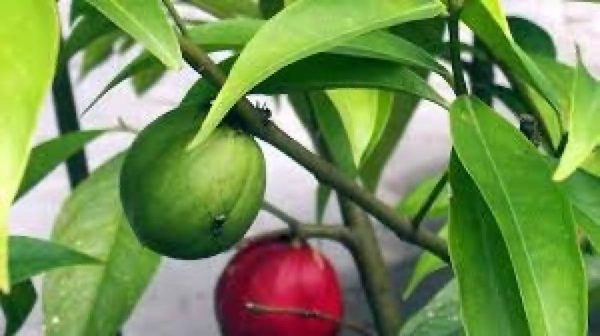 Wow! Ini manfaat mahkota dewa sebagai obat herbal yang harus Anda tahu