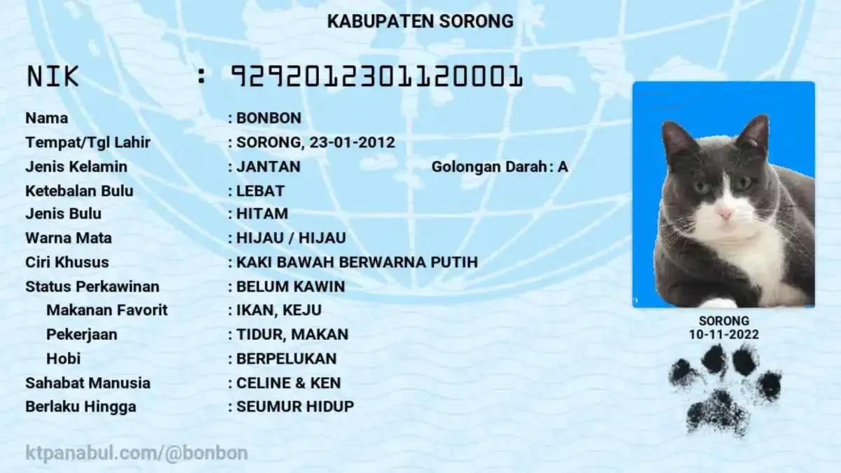 Cara Membuat KTP Kucing Secara Online, Gratis untuk Anabul Kesayangan di Rumah
