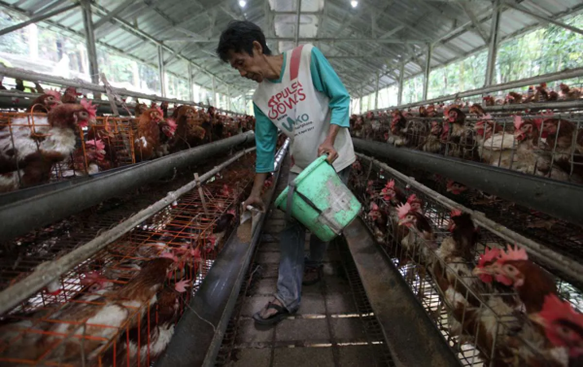 Malaysia Buka Keran Ekspor Ayam, Asosiasi Peternak: Produk Indonesia Tak Kalah Saing