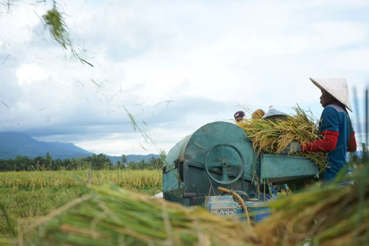 Harga Gabah di Tingkat Petani Melonjak, Penjualan ke Bulog Seret