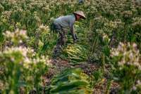 Industri Tembakau Tertekan Aturan, Petani Madura Khawatir Kehilangan Pasar