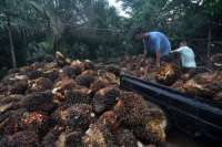 Pengusaha Sawit Akan Negosiasikan Lagi Kebijakan Anti Deforestasi Uni Eropa