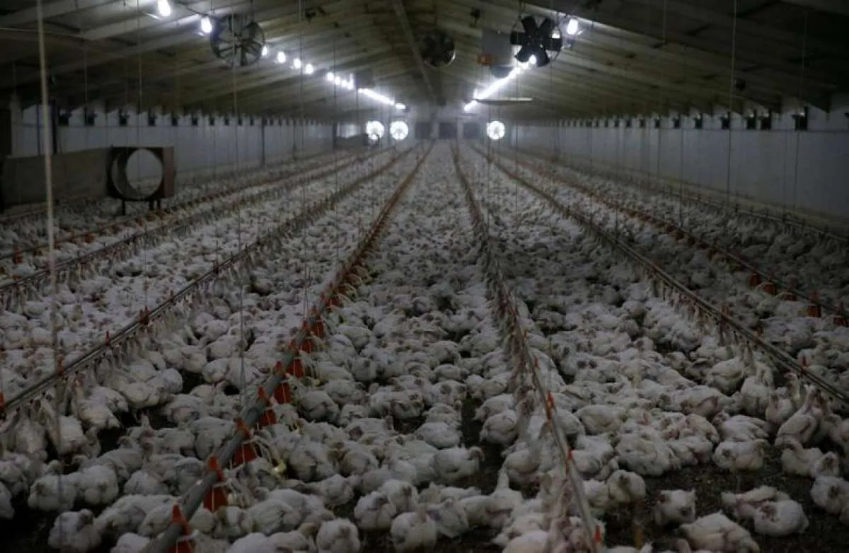 Peternak desak pemerintah kendalikan produksi agar harga ayam potong tetap terjaga