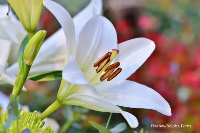 Bunga Lily Casablanca