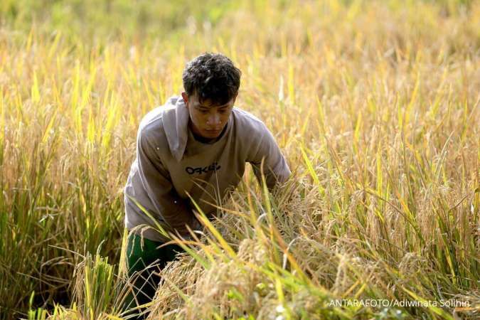 Harga Gabah di Sumsel Anjlok, Bapanas Minta Penggiling Serap Gabah Rp 6.500 Per kg