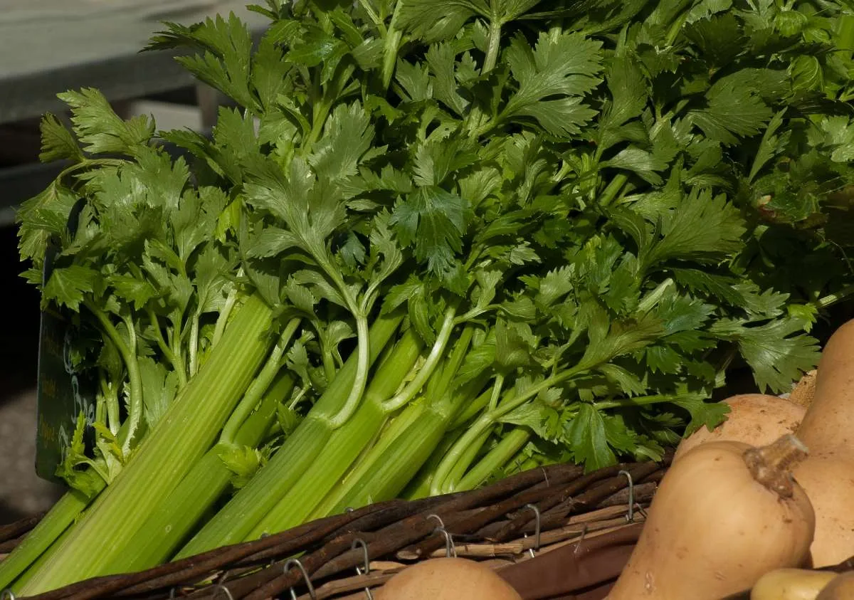 Ada Temulawak dan Seledri, Cek 11 Tanaman Herbal untuk Obati Darah Tinggi 