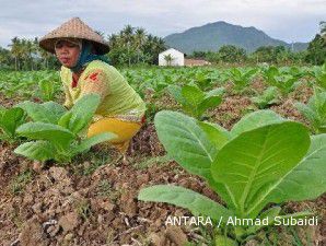 Petani Tembakau Dihujani Sejumlah Kendala