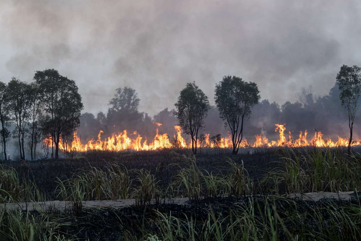 Kebakaran Hutan dan Lahan Ancam Pasokan Pangan