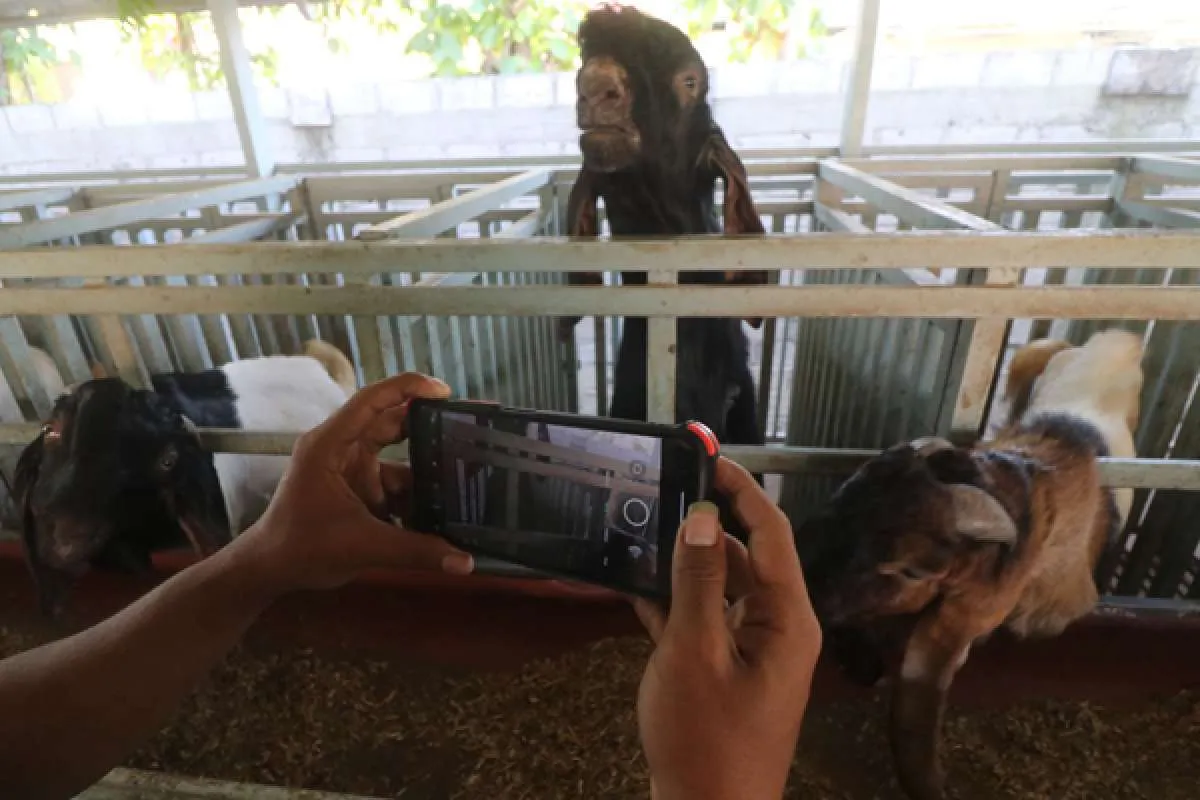 Harga Kambing dan Sapi Kurban 2025 Wilayah Jawa Timur, ini Daftarnya