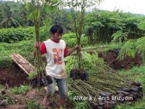 Pamor sengon sempat turun, sekarang naik lagi (1)