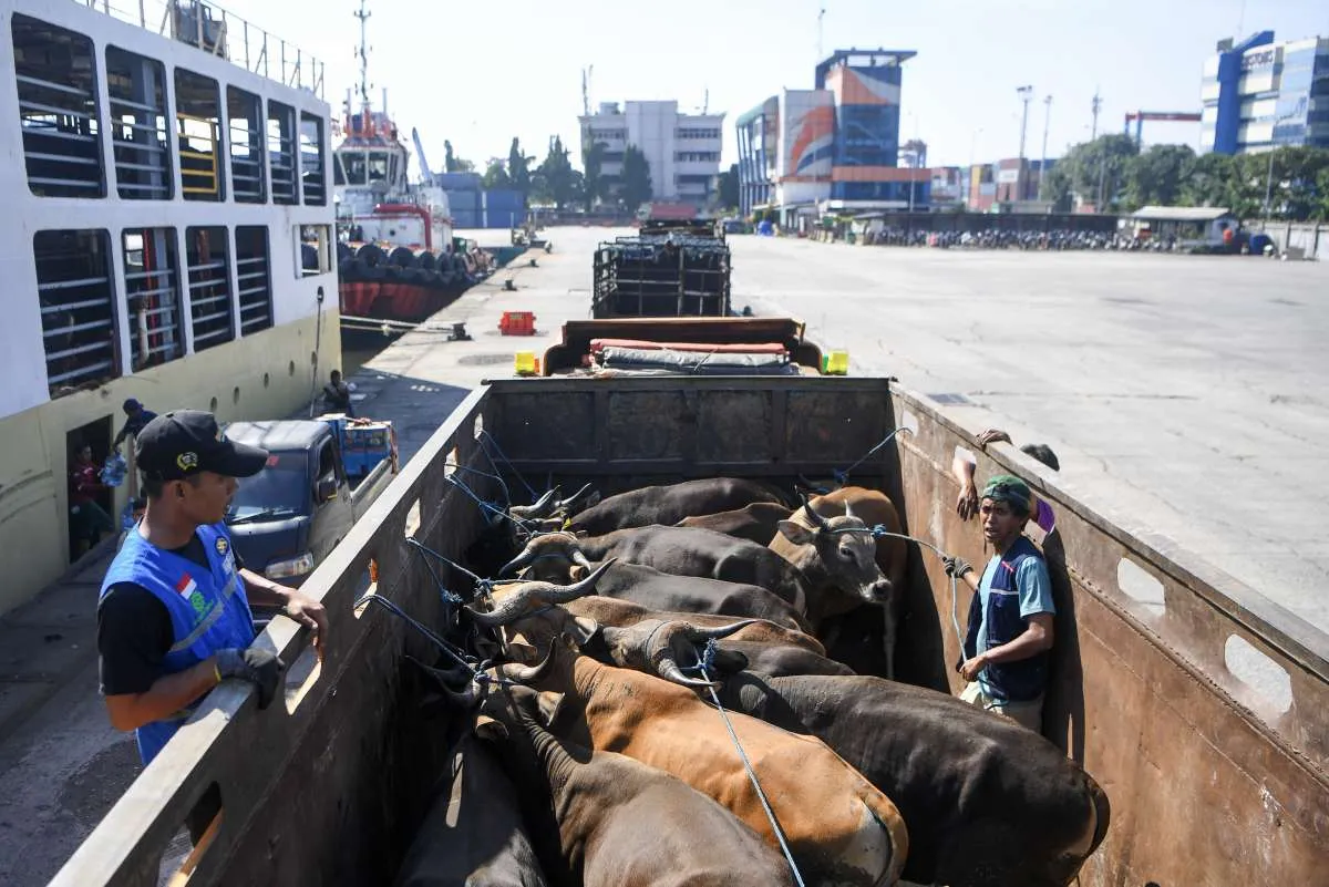 Harga Sapi Kambing Kurban Yogyakarta 2026, Cek Syarat Hewan Kurban yang Ideal