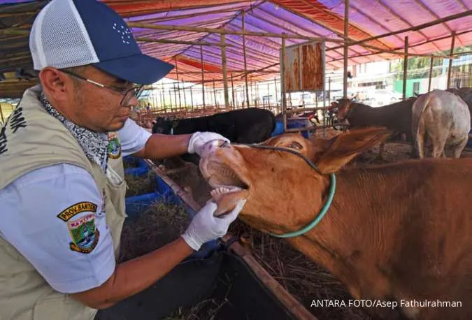 Pemeriksaan hewan kurban di banten 