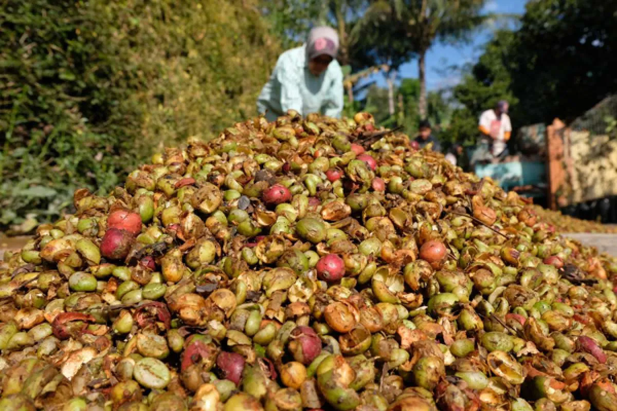 Permintaan kopi robusta diperkirakan masih stabil tahun ini