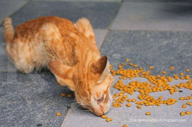 Kucing Anda mendadak tidak mau makan? inilah 5 hal yang mungkin menjadi penyebabnya
