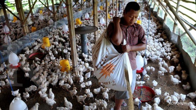Cegah kematian ayam, Kementan bagi-bagi vaksin