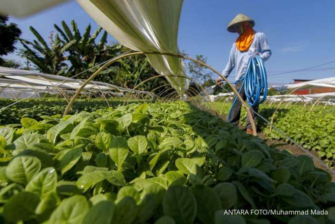 Soroti Dampak PP Cukai Tembakau, Petani Tembakau Kirim Surat Terbuka ke Jokowi