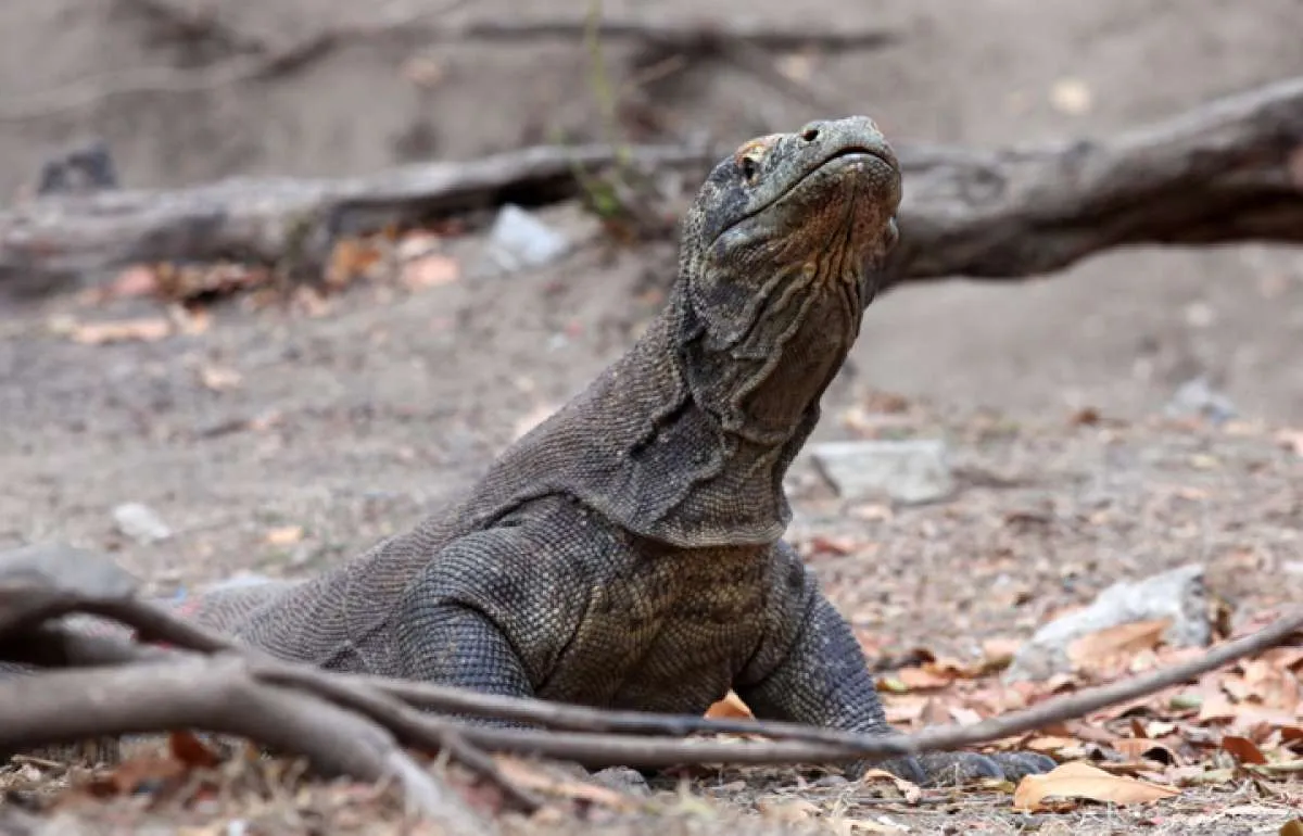 Biaya wisata terlalu murah, Pulau Komodo masuk destinasi No List 2020 dari media AS