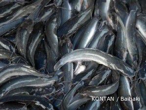 Central Pangan Pertiwi Rambah Bisnis Budidaya Ikan