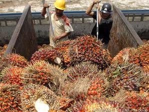 Tenang, Harga dan Permintaan CPO Pulih 2009