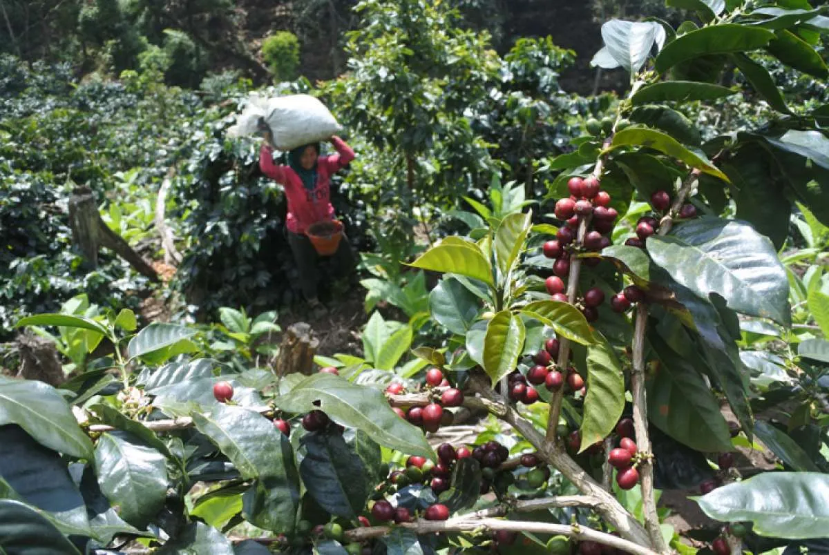 UU Anti Deforestasi Berpotensi Hambat Ekspor Kopi RI Sebesar Rp 3,45 Triliun
