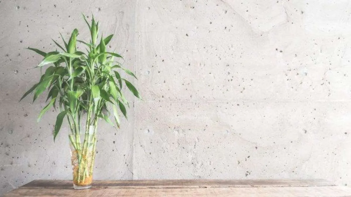 5 Jenis Tanaman Hias yang Baik Menurut Prinsip Feng Shui 