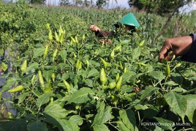 Petani Purbalingga genjot produksi cabai & bawang
