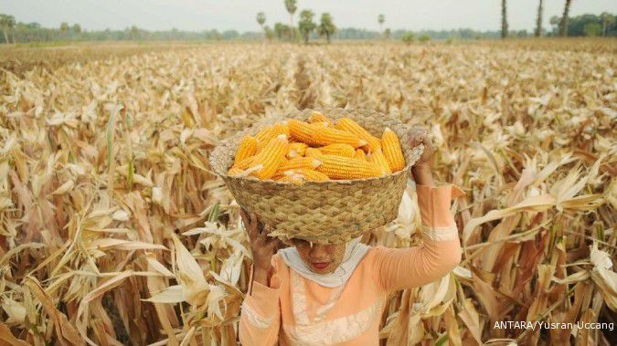 Prediksi impor jagung dipangkas jadi 3 juta ton