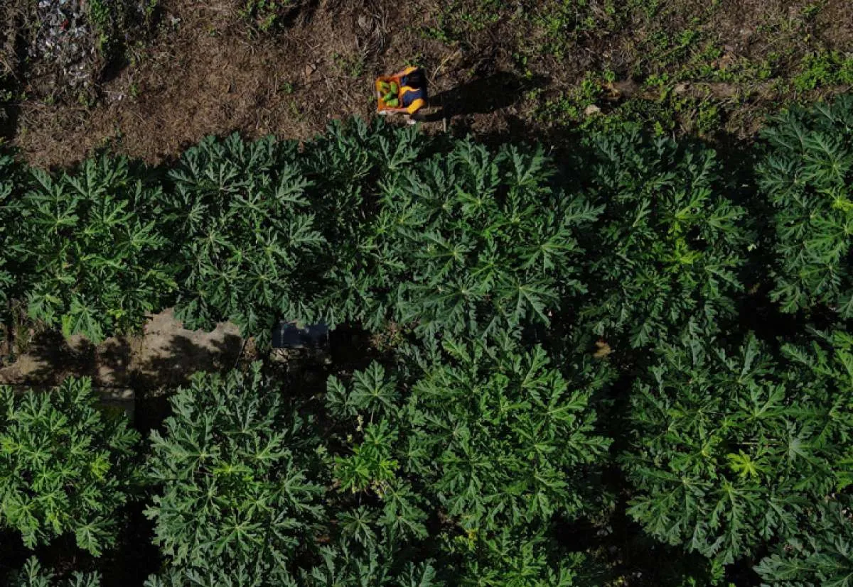 Baru Dua Bulan Kerja, Pekerja Indonesia di Pertanian Inggris Ini Dipecat