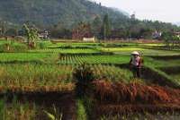 Cuaca Jabar Minggu, 1 Februari: Bogor Hingga Pangandaran Diguyur Hujan Ringan?