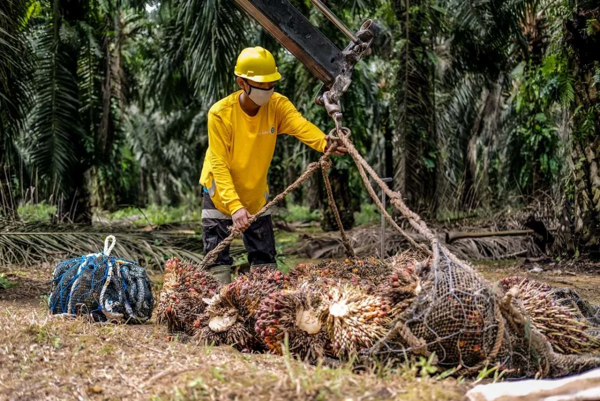 Produksi CPO Astra Agro Lestari (AALI) Turun Sekitar 16,9% pada Januari-Mei 2022