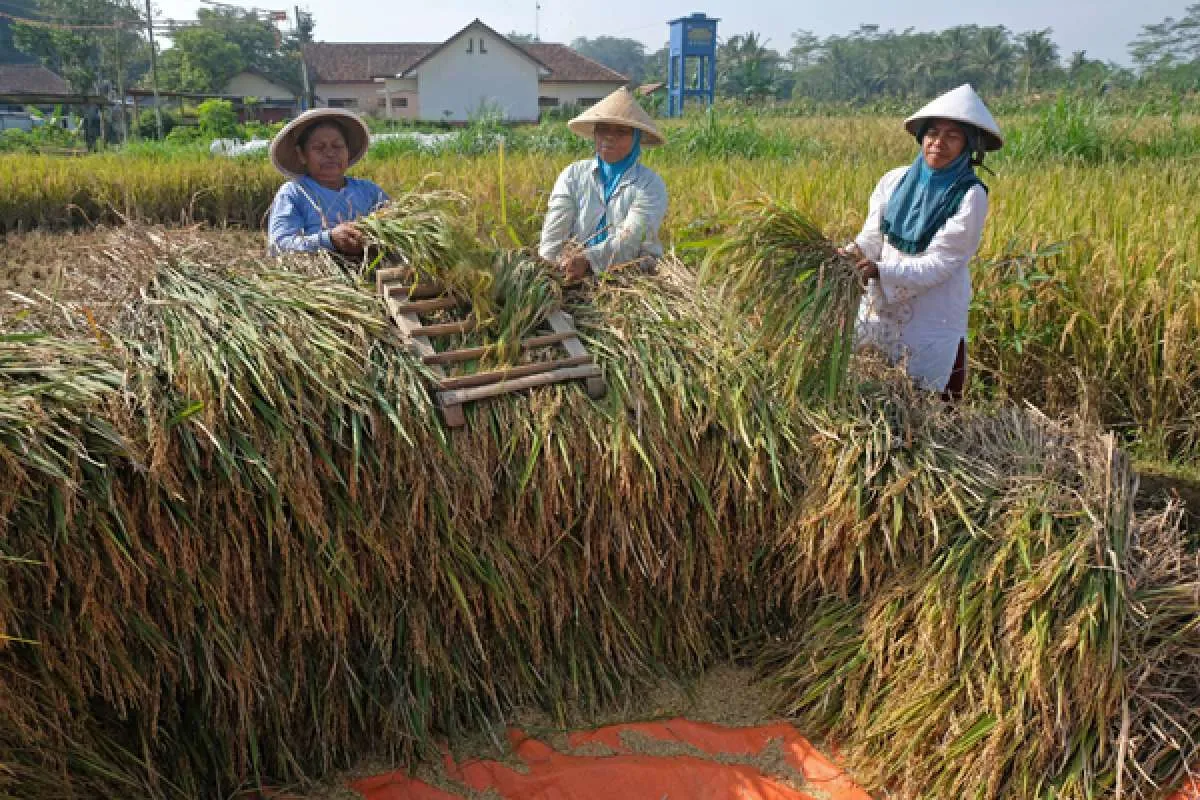 Tingkatkan Penyerapan Beras, Bulog Janji Maksimalkan Seluruh Jaringan yang Ada