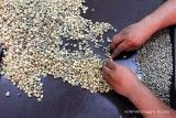 Harga kopi jatuh, eksportir lirik pasar domestik