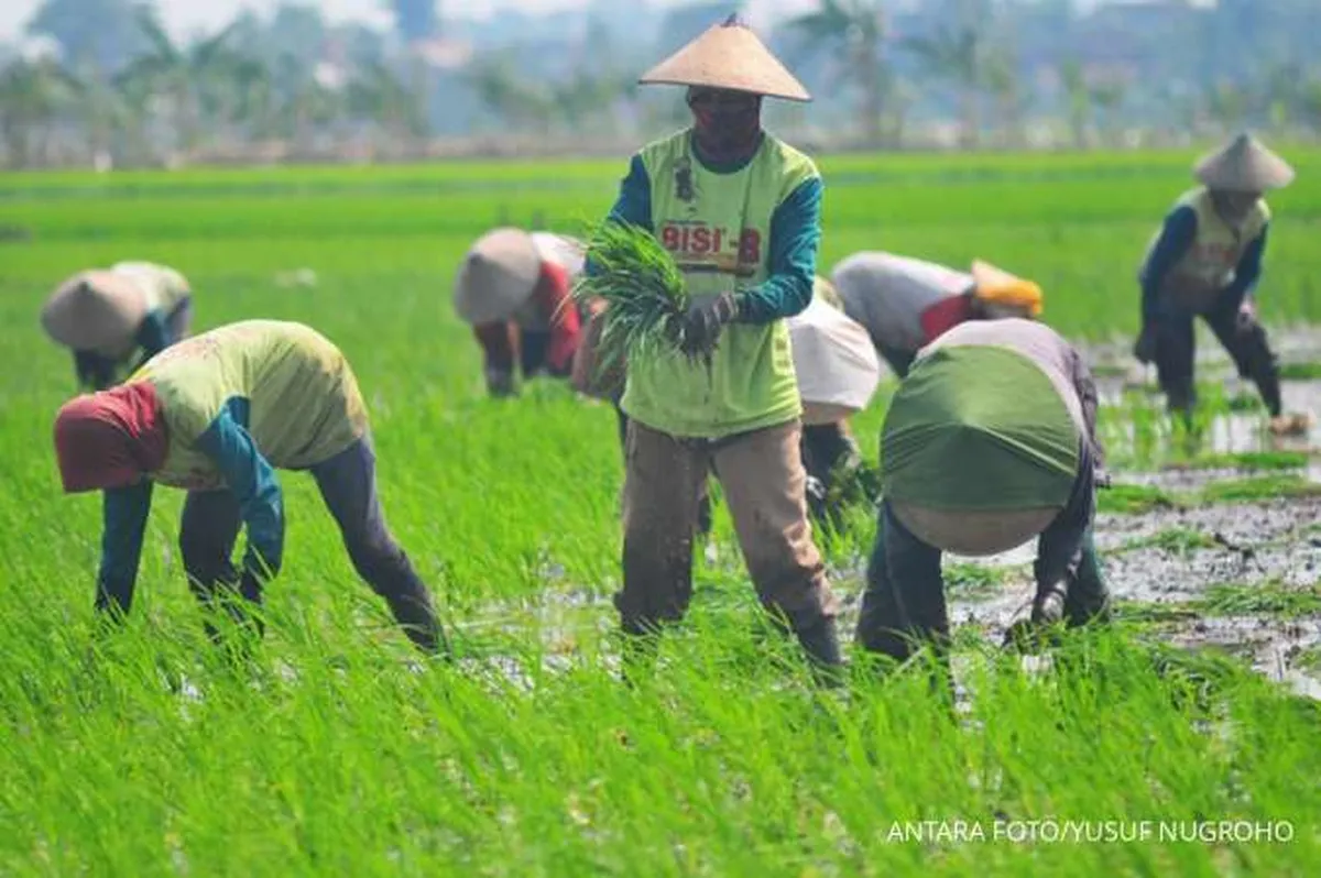 BPS Catat Nilai Tukar Usaha Petani (NTUP) Turun 0,62% Pada Maret 2024