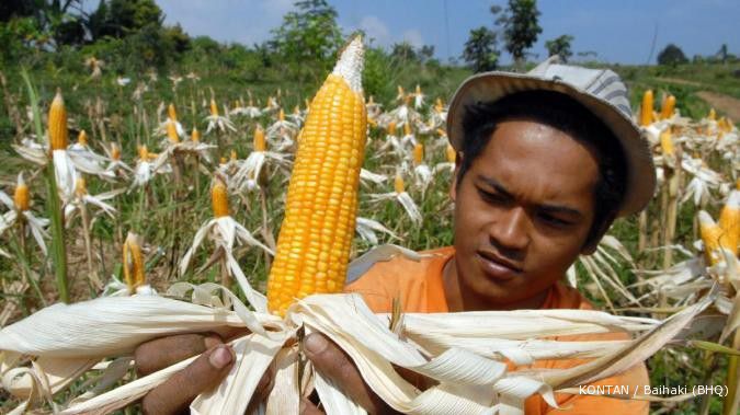 Benih jagung suburkan kinerja BISI