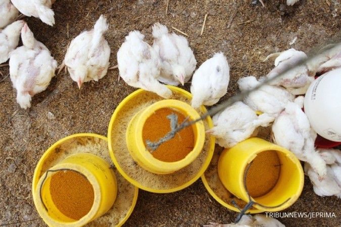 Kinerja emiten poultry melonjak berkat kenaikan harga ayam broiler dan DOC