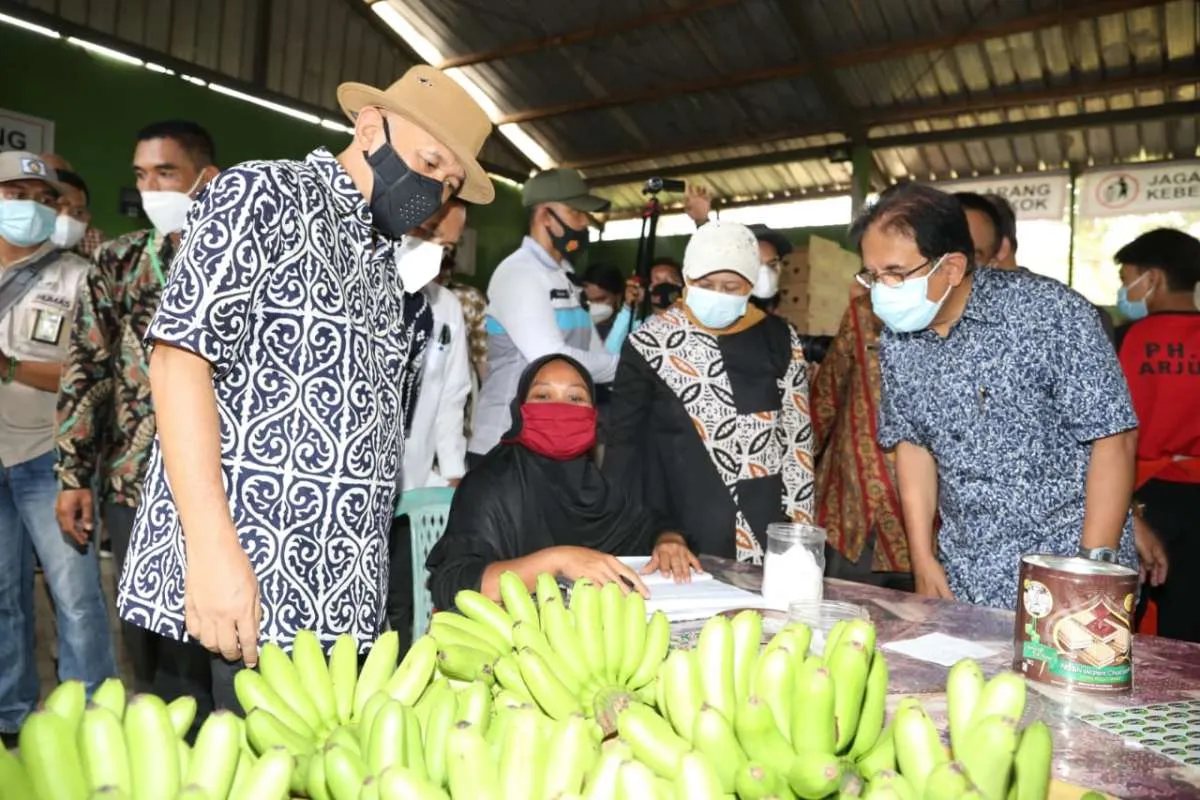 Kemitraan Koperasi Tani Hijau Makmur ekspor pisang ke China hingga Timur Tengah