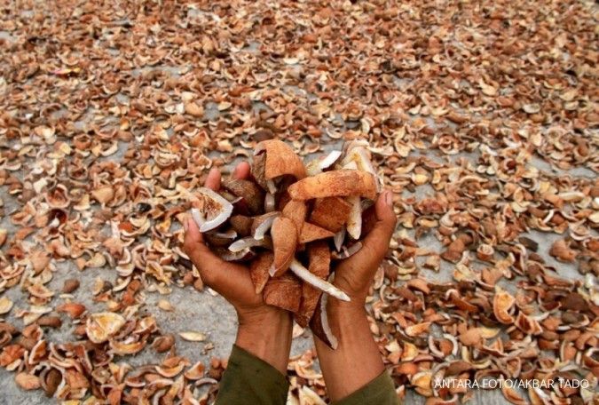 Kekeringan dapat menyebabkan produksi kelapa di tahun depan turun